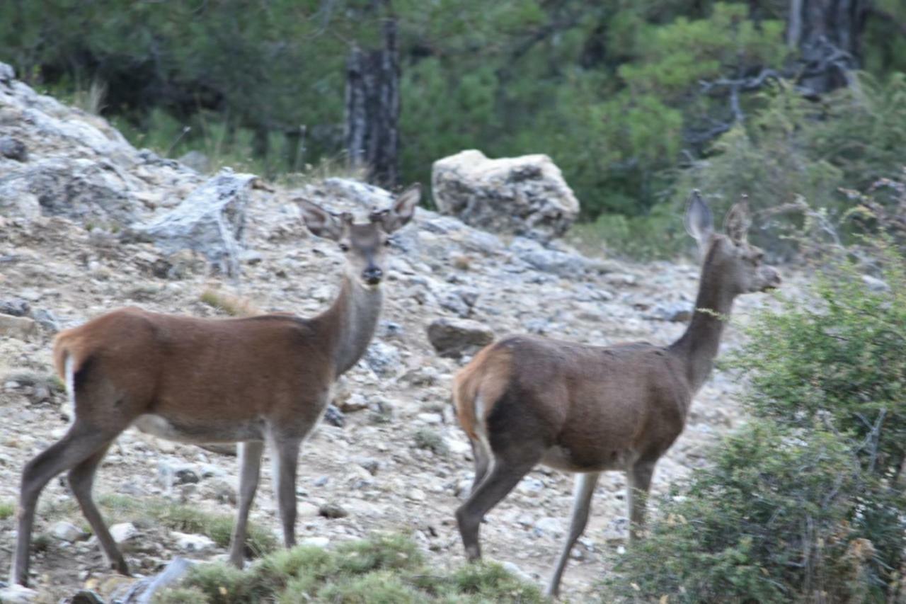 Noelia Cazorla Sierra Διαμέρισμα Arroyo Frio Εξωτερικό φωτογραφία